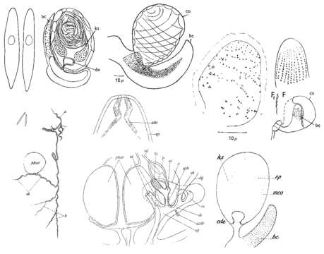 Image of (Castrada) stagnorum