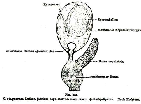 Image of (Castrada) stagnorum