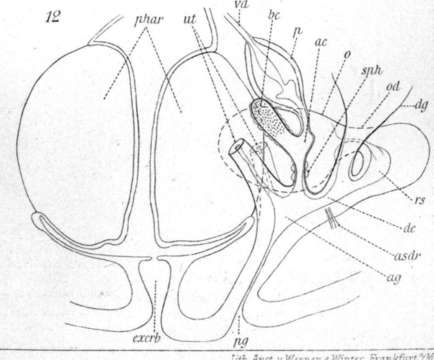 Image of (Castrada) stagnorum