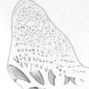 Image of (Castrada) sphagnetorum