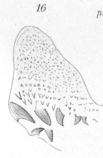 Image of (Castrada) sphagnetorum