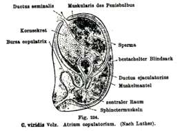 Image de (Castrada) viridis