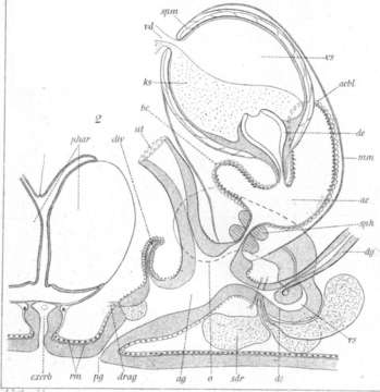 Image of (Castrada) viridis