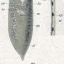 Sivun Tetracelis marmorosa (Müller OF 1773) kuva