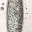 Sivun Typhloplana viridata (Abildgaard 1789) kuva
