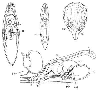 Sivun Typhloplana kuva