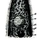 Sivun Typhloplana viridata (Abildgaard 1789) kuva