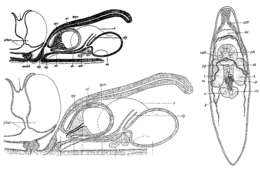 Sivun Typhloplana minima (Fuhrmann 1894) kuva