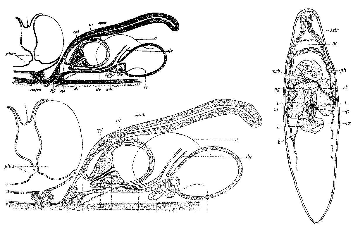 Image of Typhloplana minima (Fuhrmann 1894)