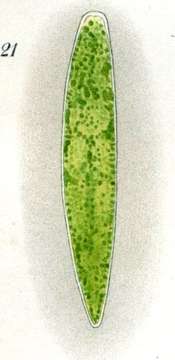 Imagem de Typhloplana minima (Fuhrmann 1894)