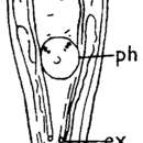 Image de Typhloplanella arctica (Nasonov 1925)