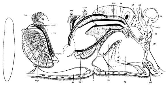 Sivun Typhloplanella kuva