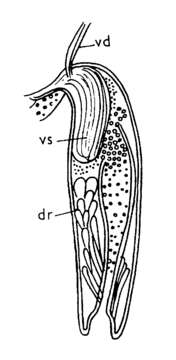 Image of Typhloplanella opaca Nasonov 1923