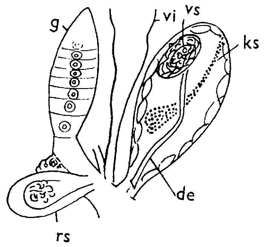 Image of Typhloplanella septentrionalis (Nasonov 1925)