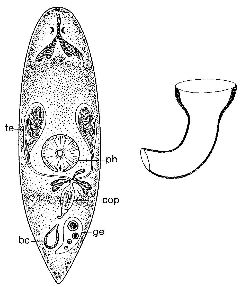 Image of Haloplanella hamulata Ehlers 1974