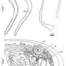 Image of Haloplanella longatuba Ax & Heller 1970