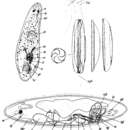 Image of Haloplanella multifida Riedl 1954