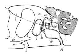 Image of Kambanella