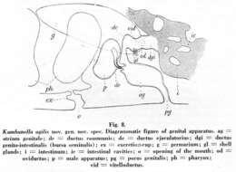 Image of Kambanella