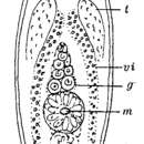 Image of Notomonoophorum oculatum Westblad 1954