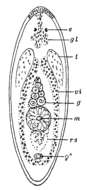 Image of Notomonoophorum