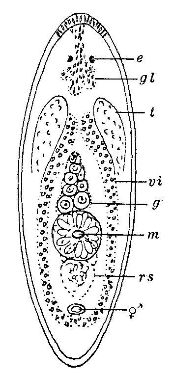 Image of Notomonoophorum