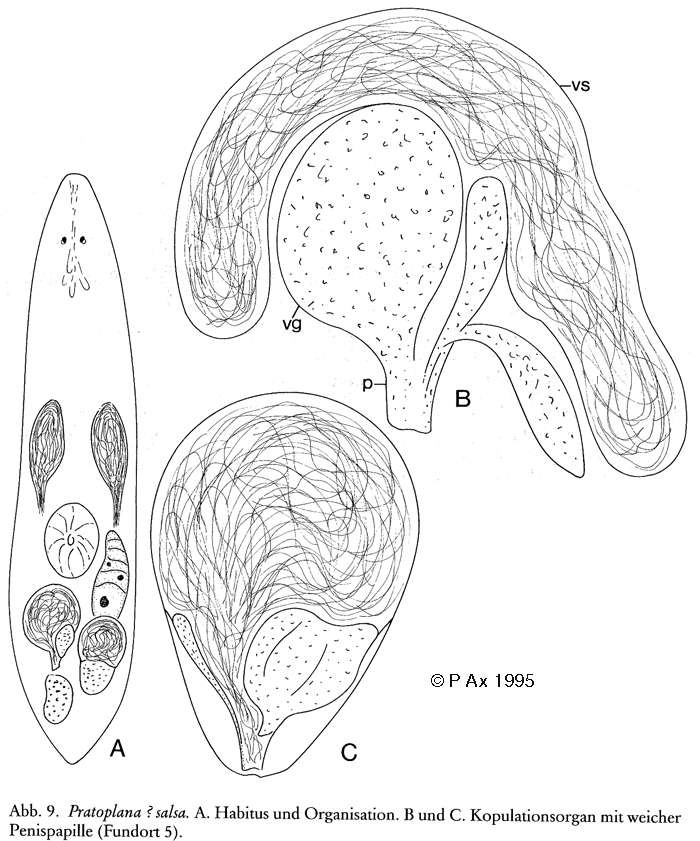 Image of Pratoplana