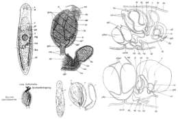 Typhloplaninae的圖片