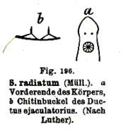 Image of Typhloplaninae