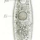 Image of <i>Strongylostoma radiata</i>