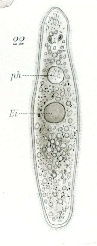 Image de Strongylostoma