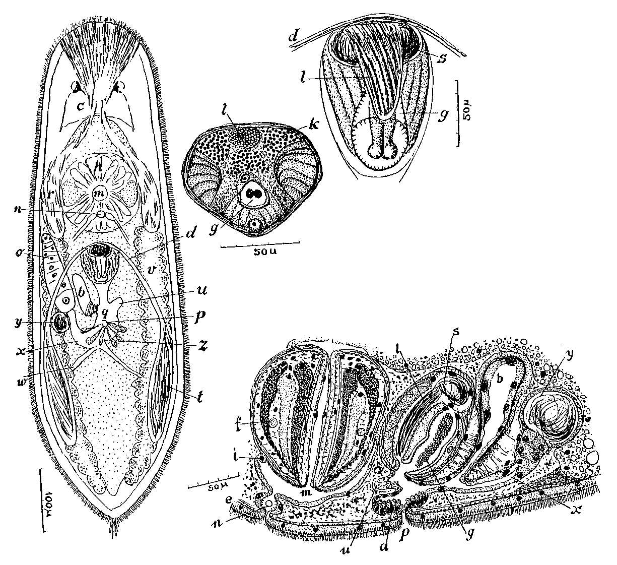 Image of Strongylostoma dicorymbum Marcus 1946