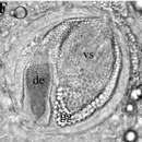Image of Strongylostoma elongatum Hofsten 1907
