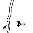 Image of Strongylostoma gonocephalum (Silliman 1884)