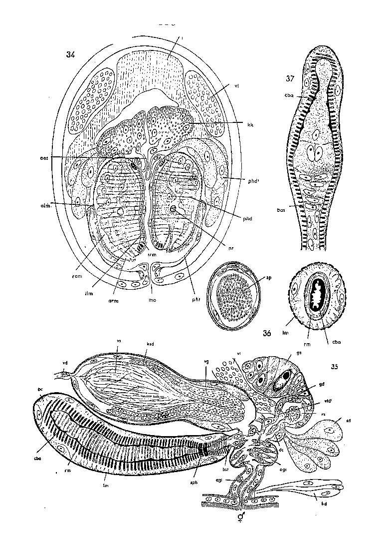 Image of Stygoplanellina