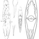 Sivun Styloplanella strongylostomoides Findenegg 1924 kuva