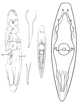 Image of Styloplanella