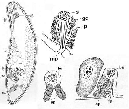 Image of Childia crassum (Westblad 1942)