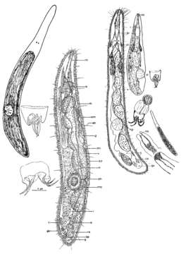 Image of Limnoruanis