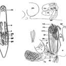 Sivun Adenoplea meridionalis Kolasa 1981 kuva