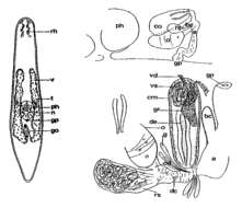 Image of Adenoplea