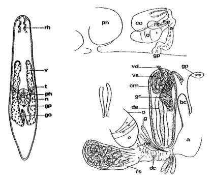 Image of Adenoplea