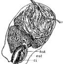 Image of Adenoplea paraproxenetes Reisinger 1924