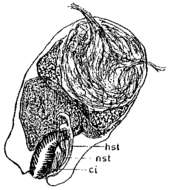 Image of Adenoplea