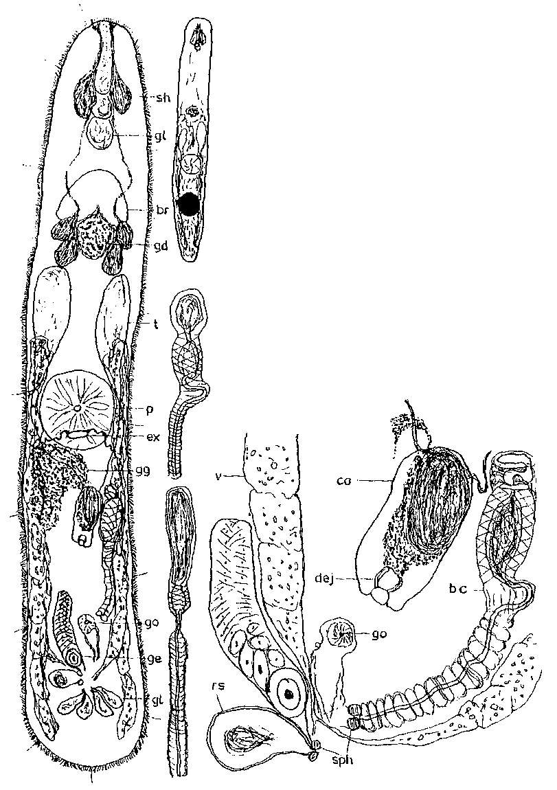 Image of Adenoplea perigraptopera Reisinger 1924