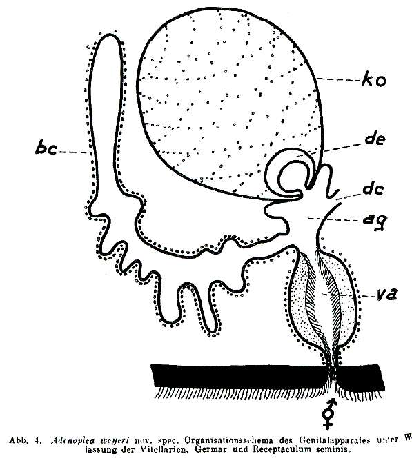 Image of Adenoplea weyeri An der Lan 1955