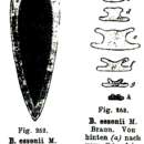 Image of Bothromesostoma essenii Braun 1885