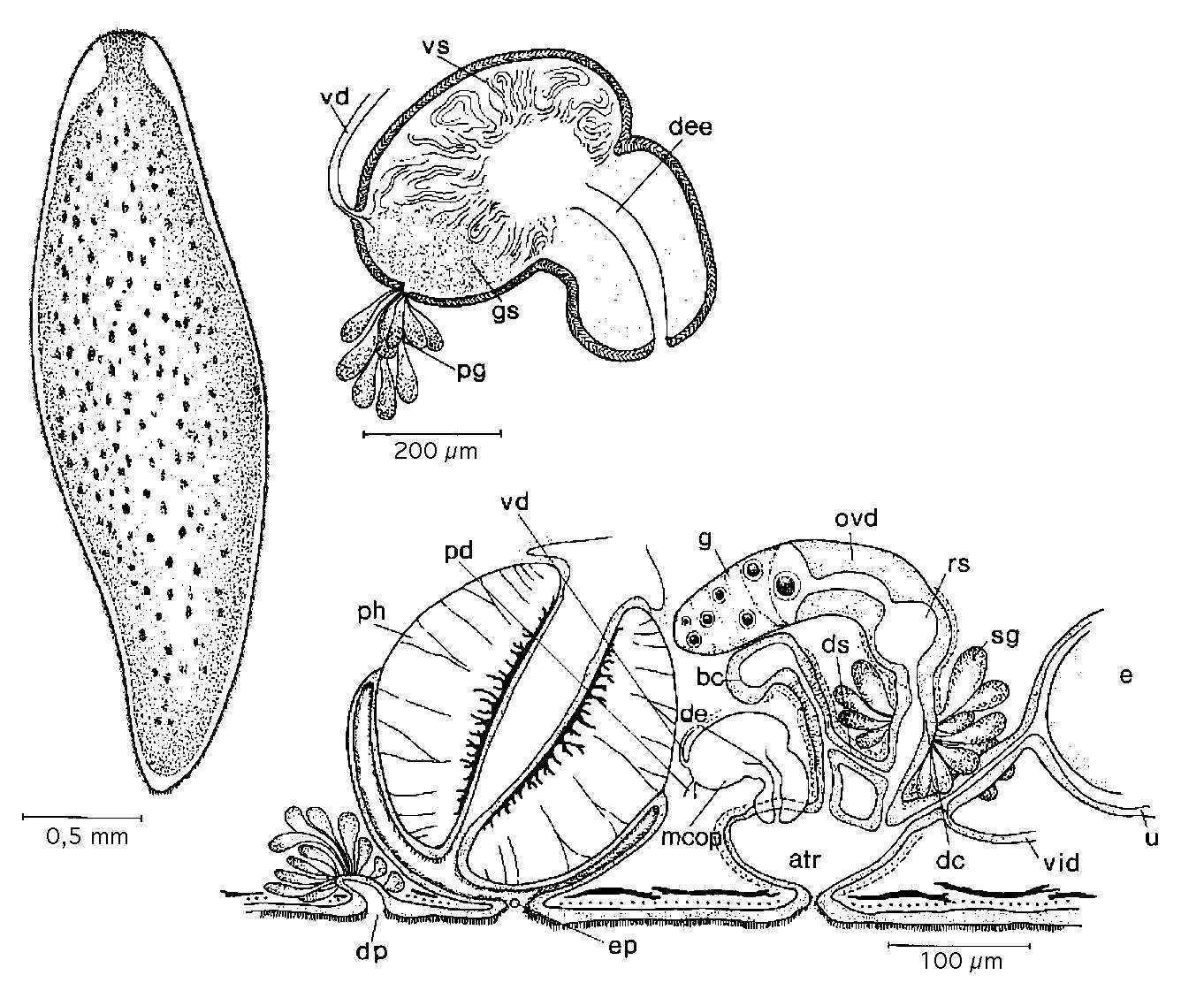 Image of Bothromesostoma evelinae Marcus 1946