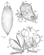 Image of Bothromesostoma personatum (Schmidt 1848)