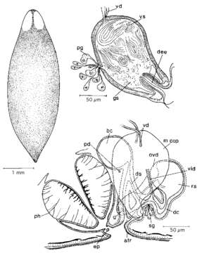 Image of Bothromesostoma personatum (Schmidt 1848)